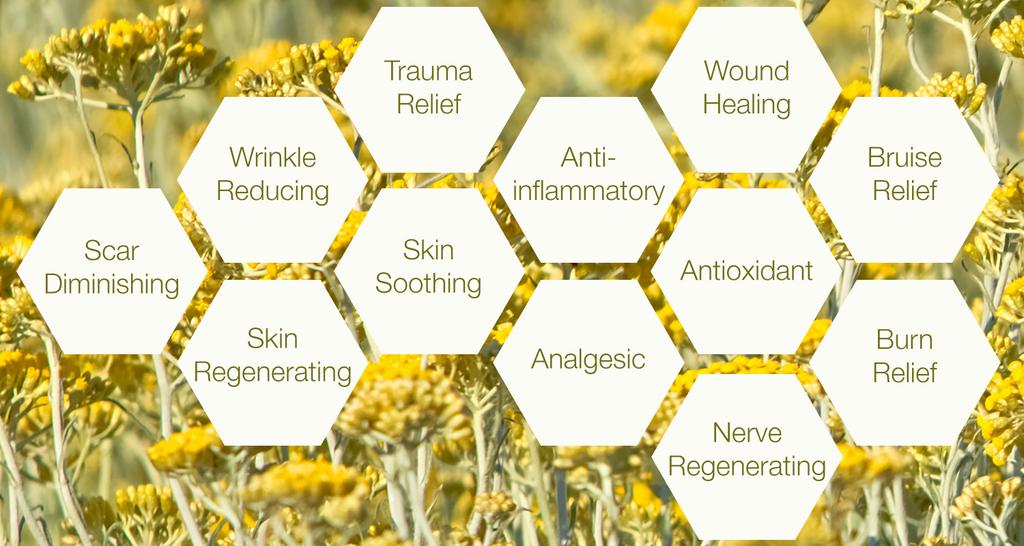Helichrysum Essential Oils, Benefits, and Uses