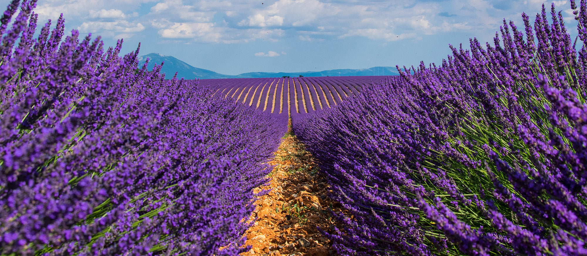 Lavender field of flowers before distilled into essential oil