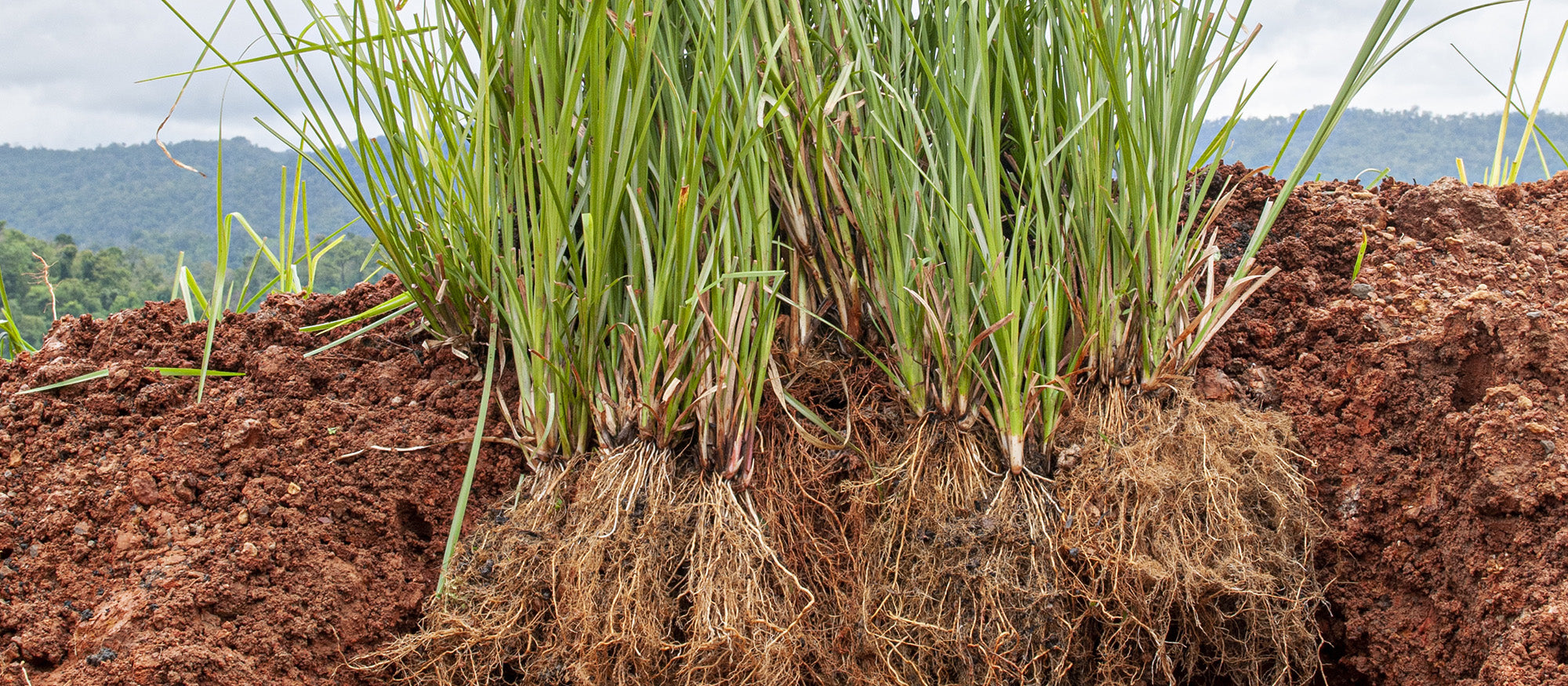 Vetiver roots in dirt before distilled into essential oil