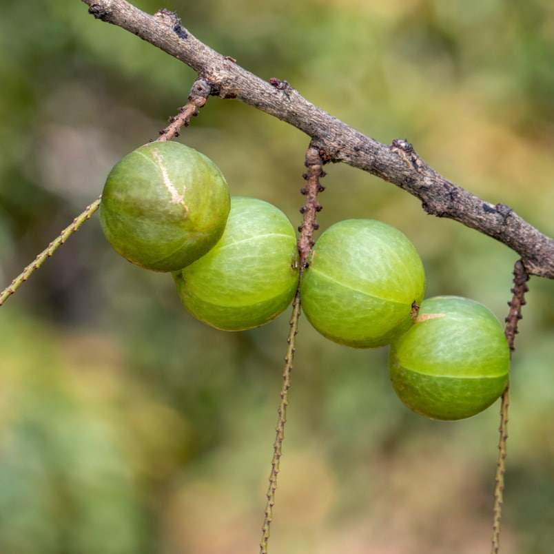 Green colored amla or indian gooseberry fruit on a tree branch