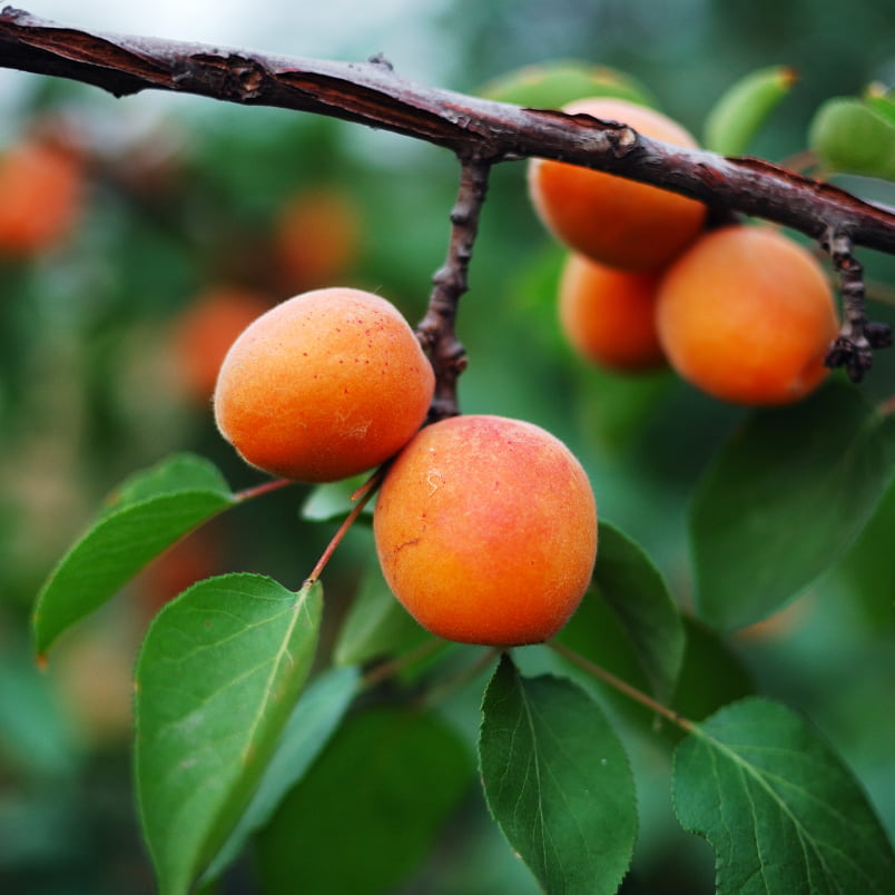 image of apricots and leaves on a tree