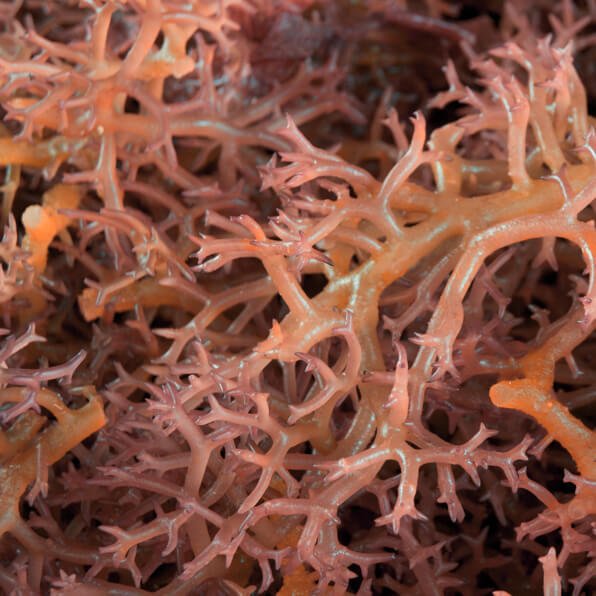 Elkhorn Sea Moss