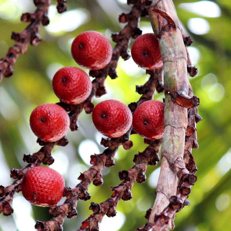 Buriti the fruit of the moriche palm is seen growing on a branch.