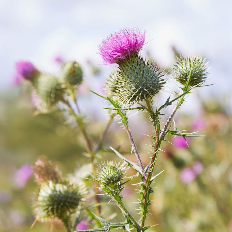 Milk thistle plant with pink bloom