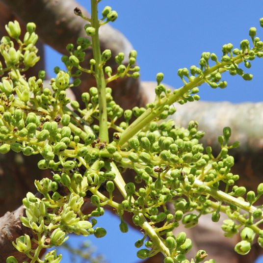 Frankincense tree