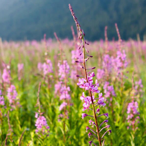 Fireweed