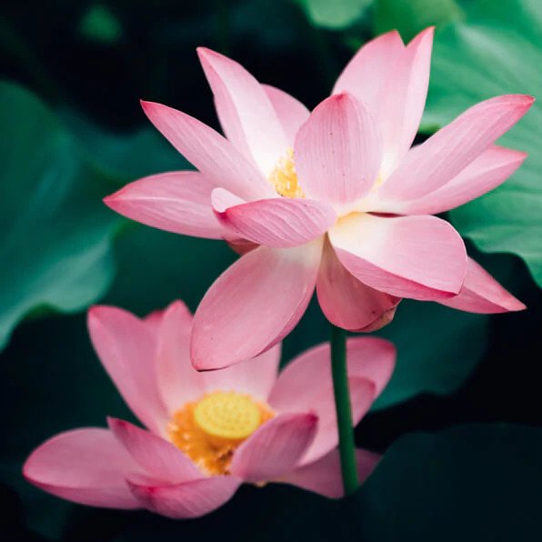 Nelumbo Lotus