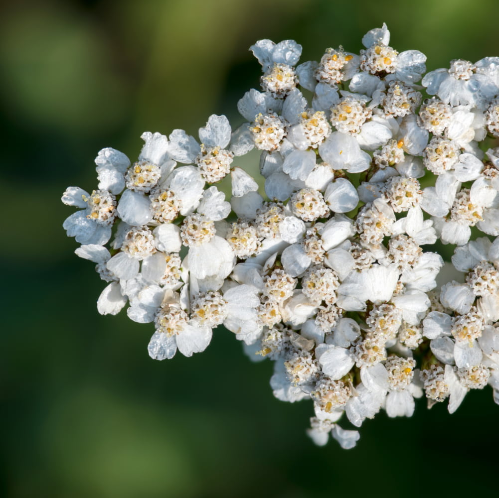 a closeup picture of white buds of the yarrow plant on a green natural background that's blurred