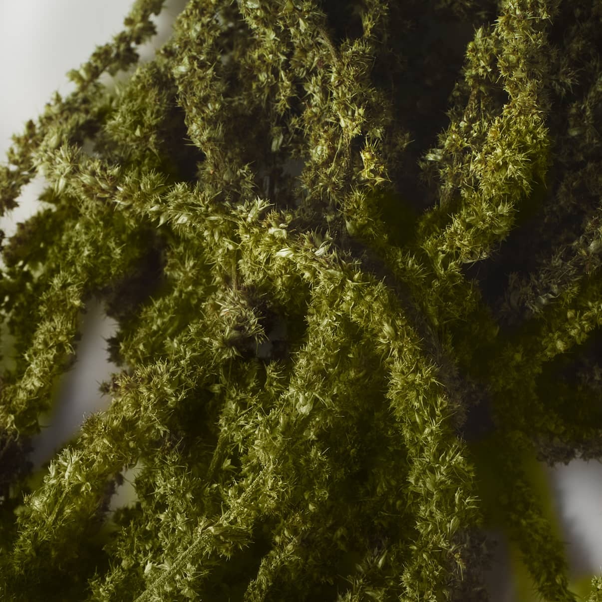 Closeup of Amaranthus leaves that are green in color.