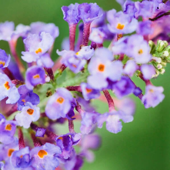 Macro shot of brilliant blue Buddleja Plant Stem Cells.