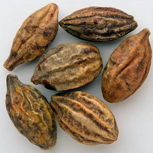 Kakuda Plum Seed