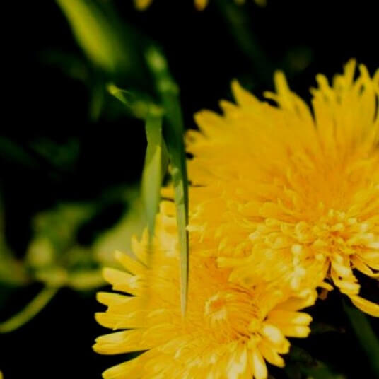 Dandelion