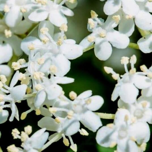 Elderflower