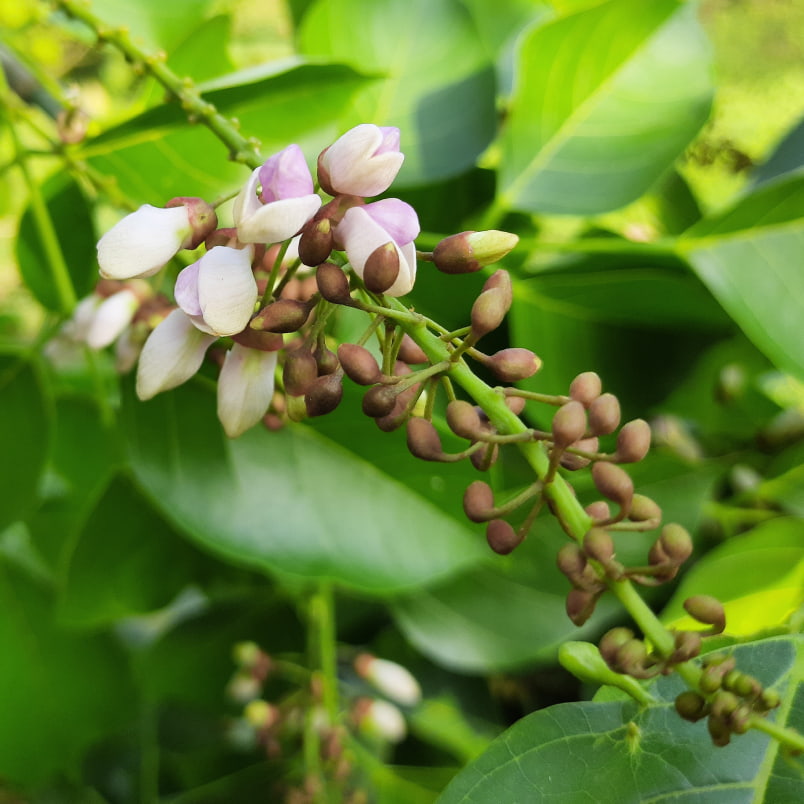 image of karanja buds on a branch