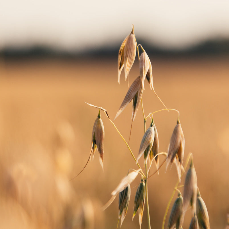 close shot of oats growing in a field.  blurred background
