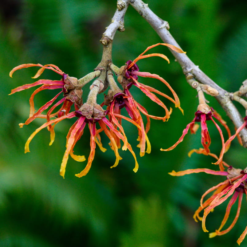 witch hazel leaf on a branch on a tree.  red orange and yellow.