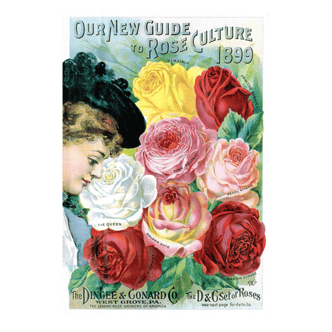 Lady with Roses - Flowers Greeting Card