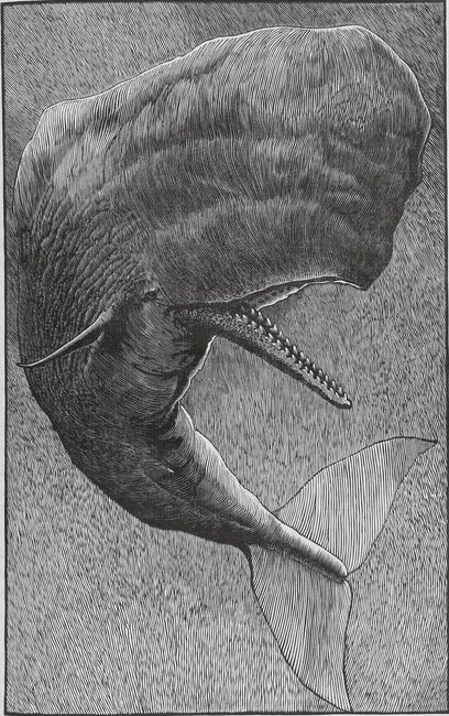 Moby Dick as drawn by Barry Moser