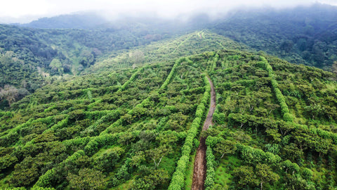 Coffee Plantation Mountain in Acatenango Guatemala