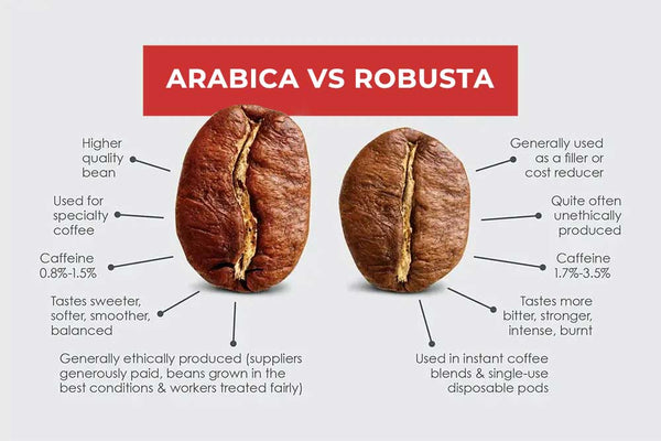 Arabica vs Robusta Details comparison chart