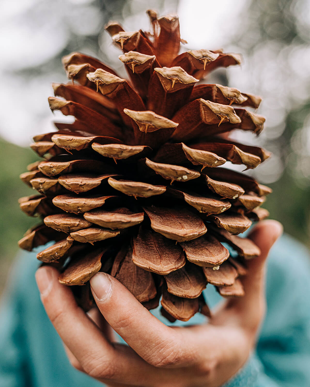 closeup of a pinecone