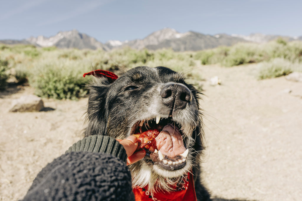 cute dog eating bacon