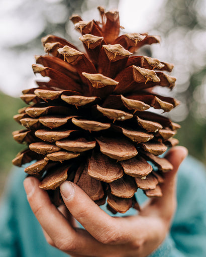 palm sized pinecone