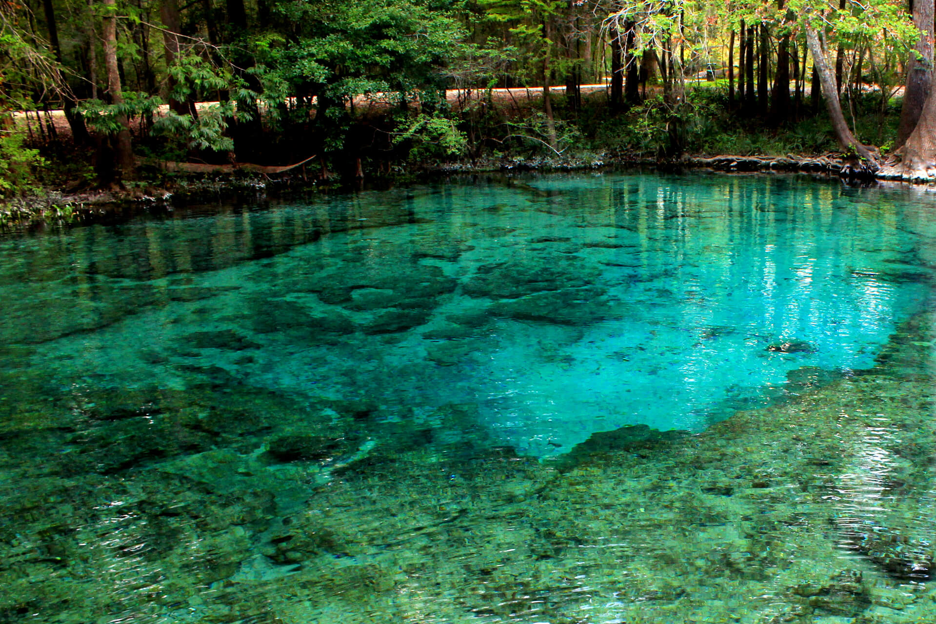 Ginnie Springs cenote