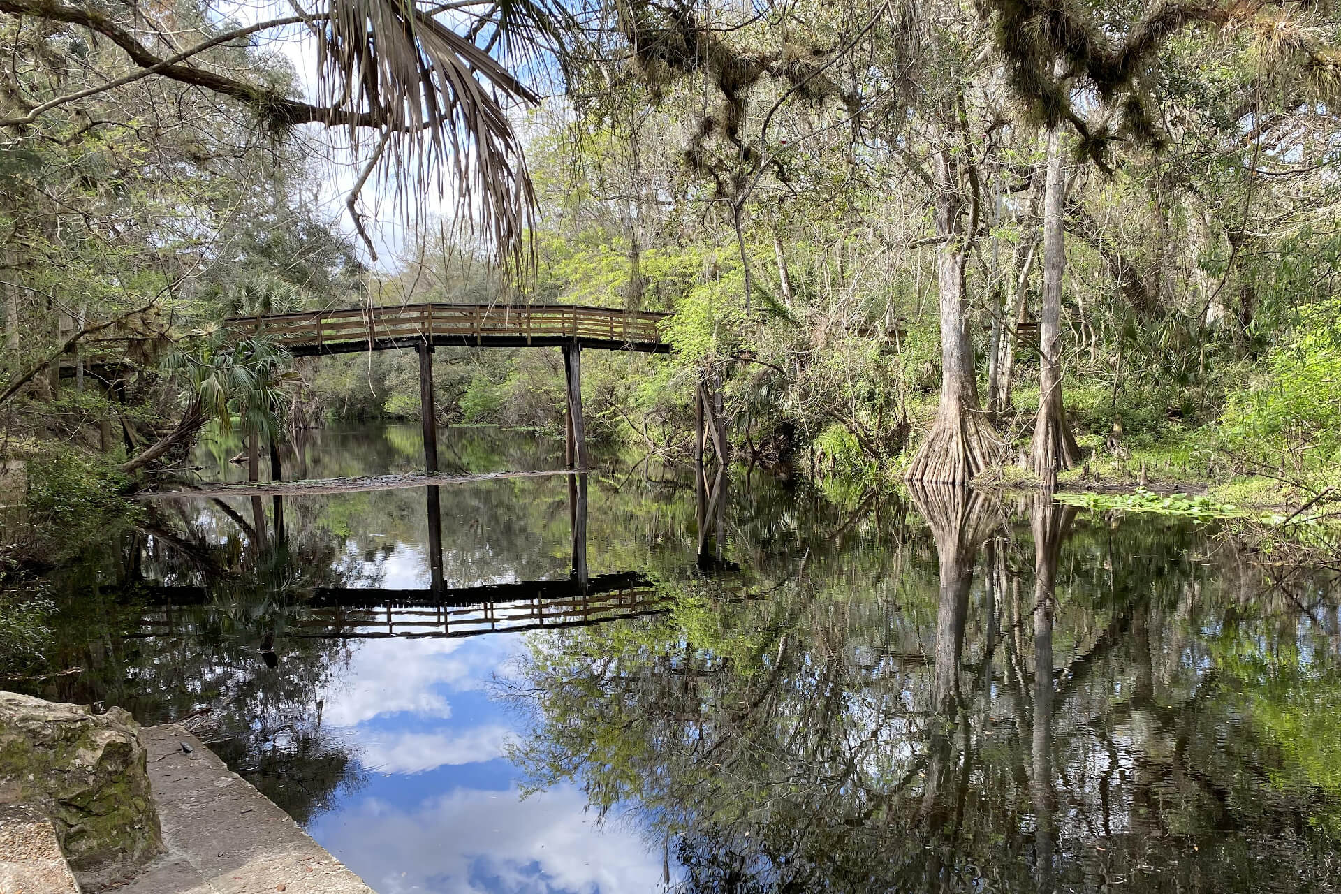 bridge over jungle river