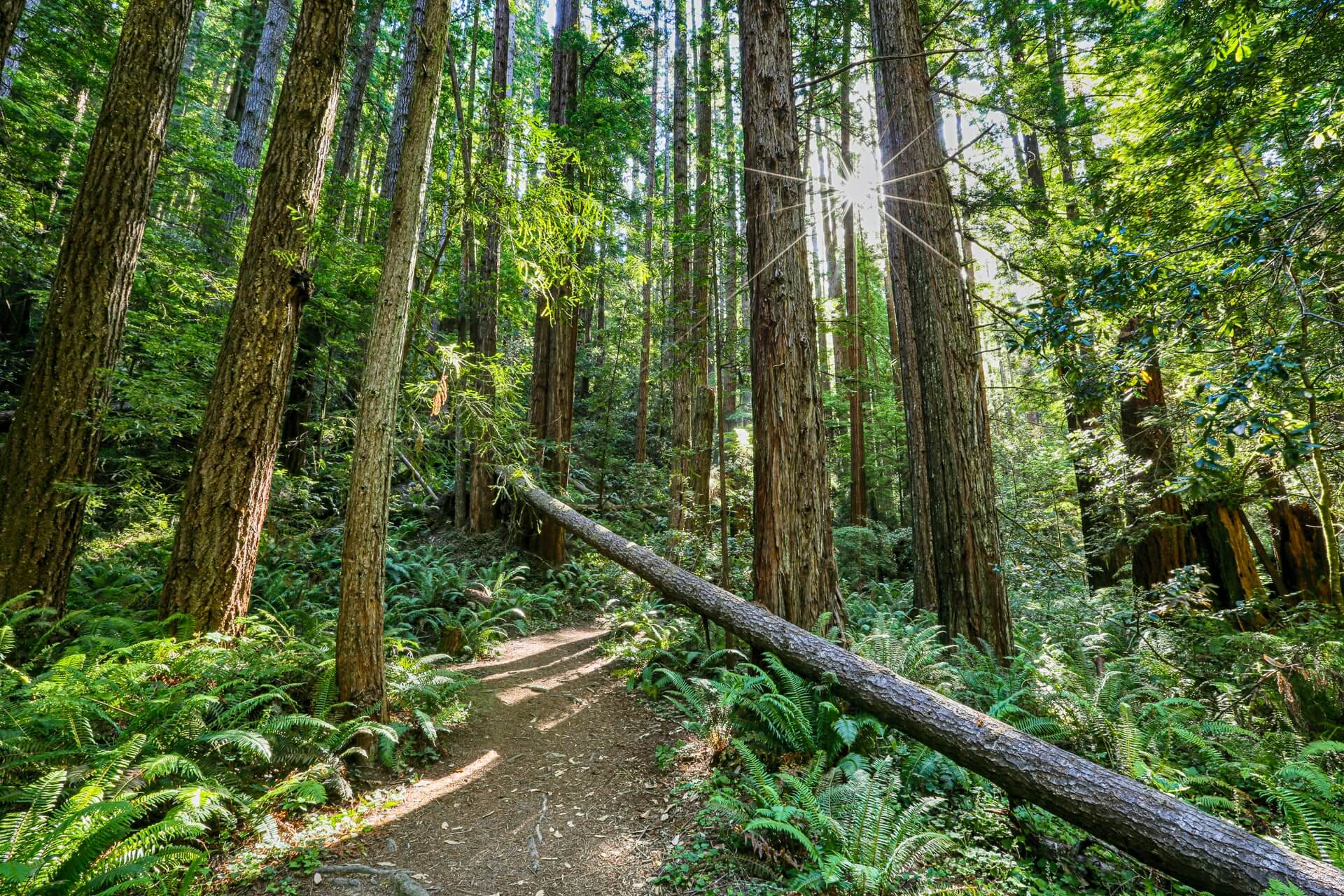 Mendocino hiking redwood forest california