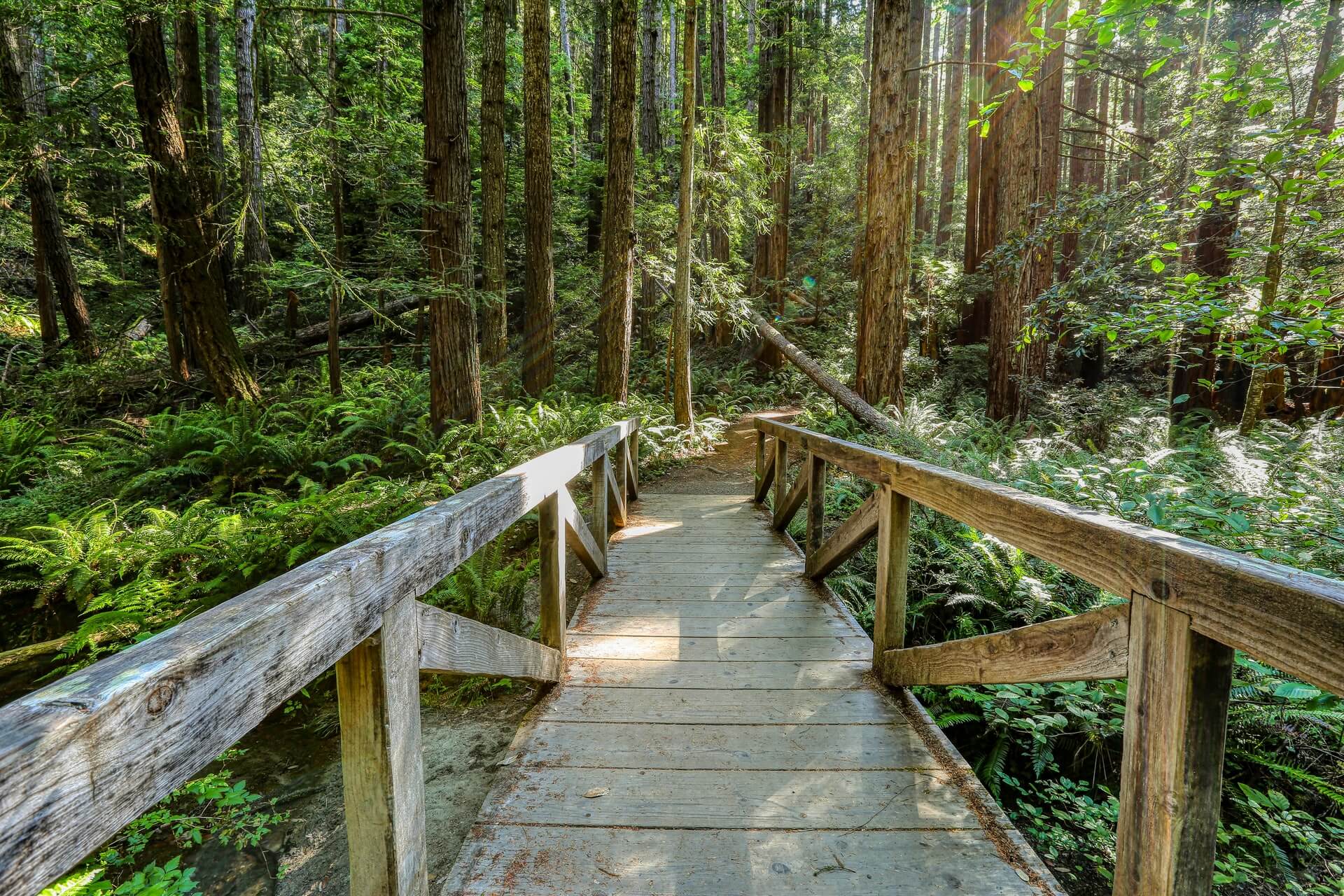 Big Sur coastal redwoods river front campsites