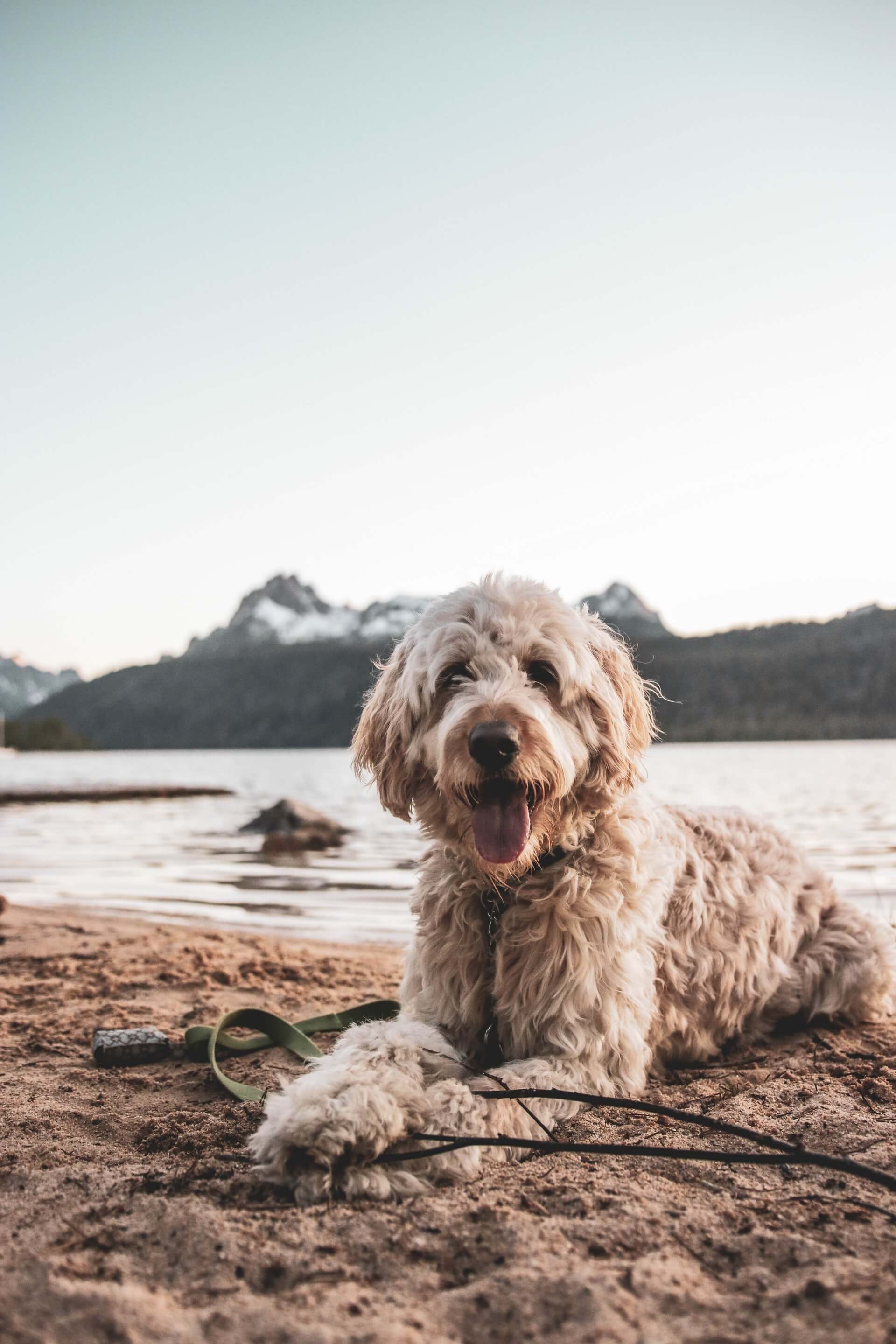 adorable puppy dog near redfish lake idaho