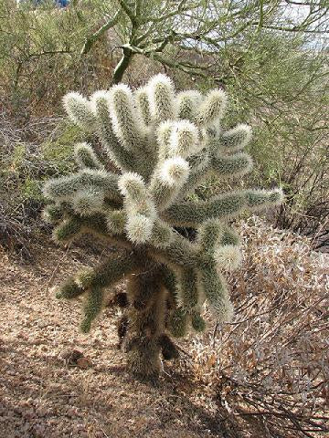 teddy-bear-cholla-cactus-everything-in-arizona-advanced-primate-blog