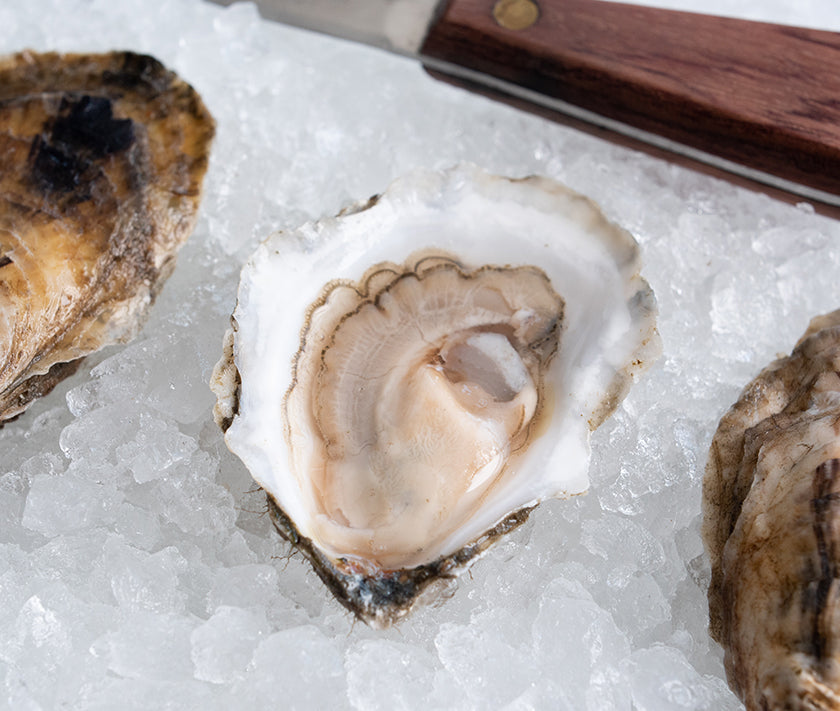 Row 34 Oysters from Duxbury, MA - Island Creek Oysters | Buy