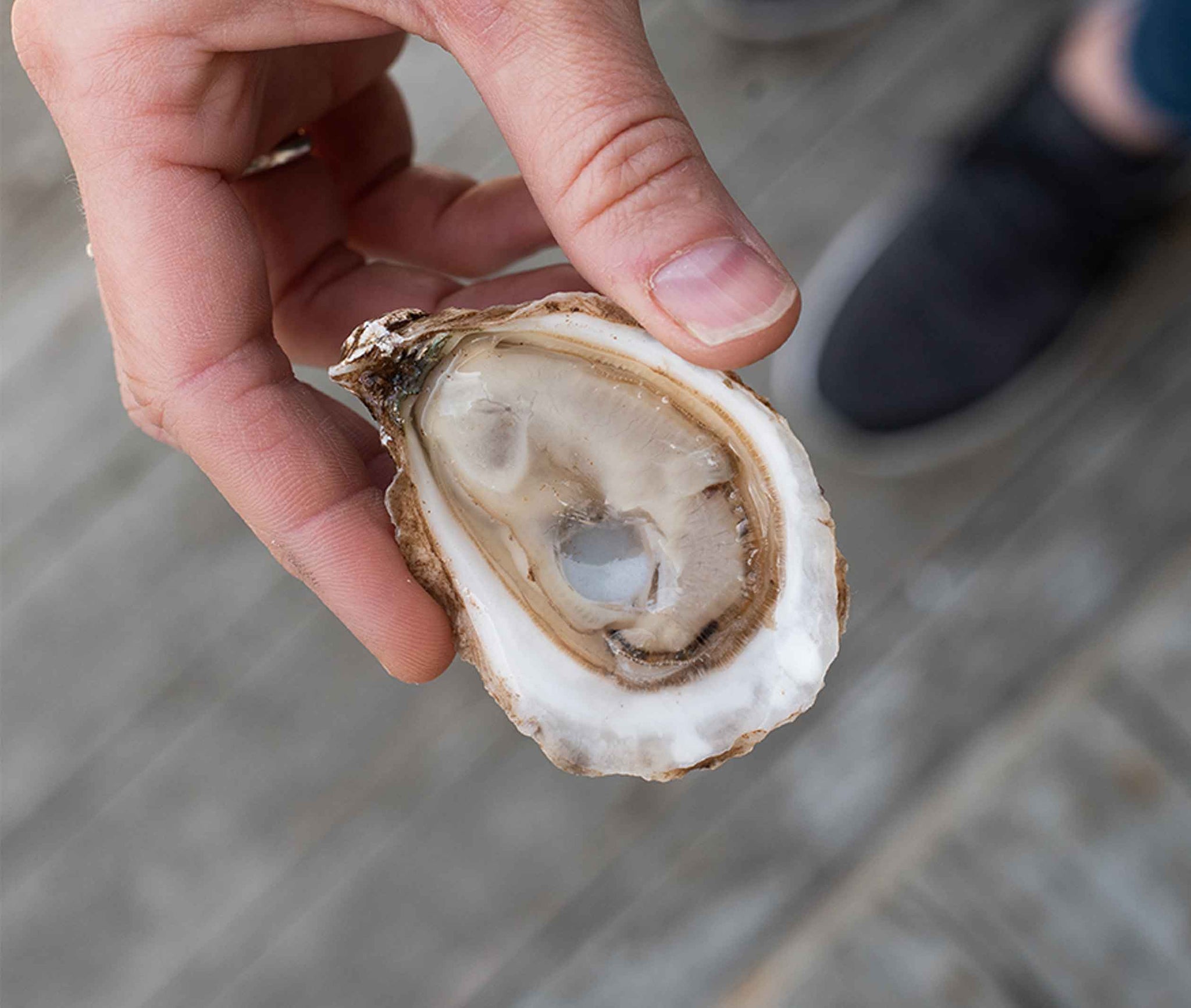 East Cape Oysters from Prince Edward Island, Canada Island Creek