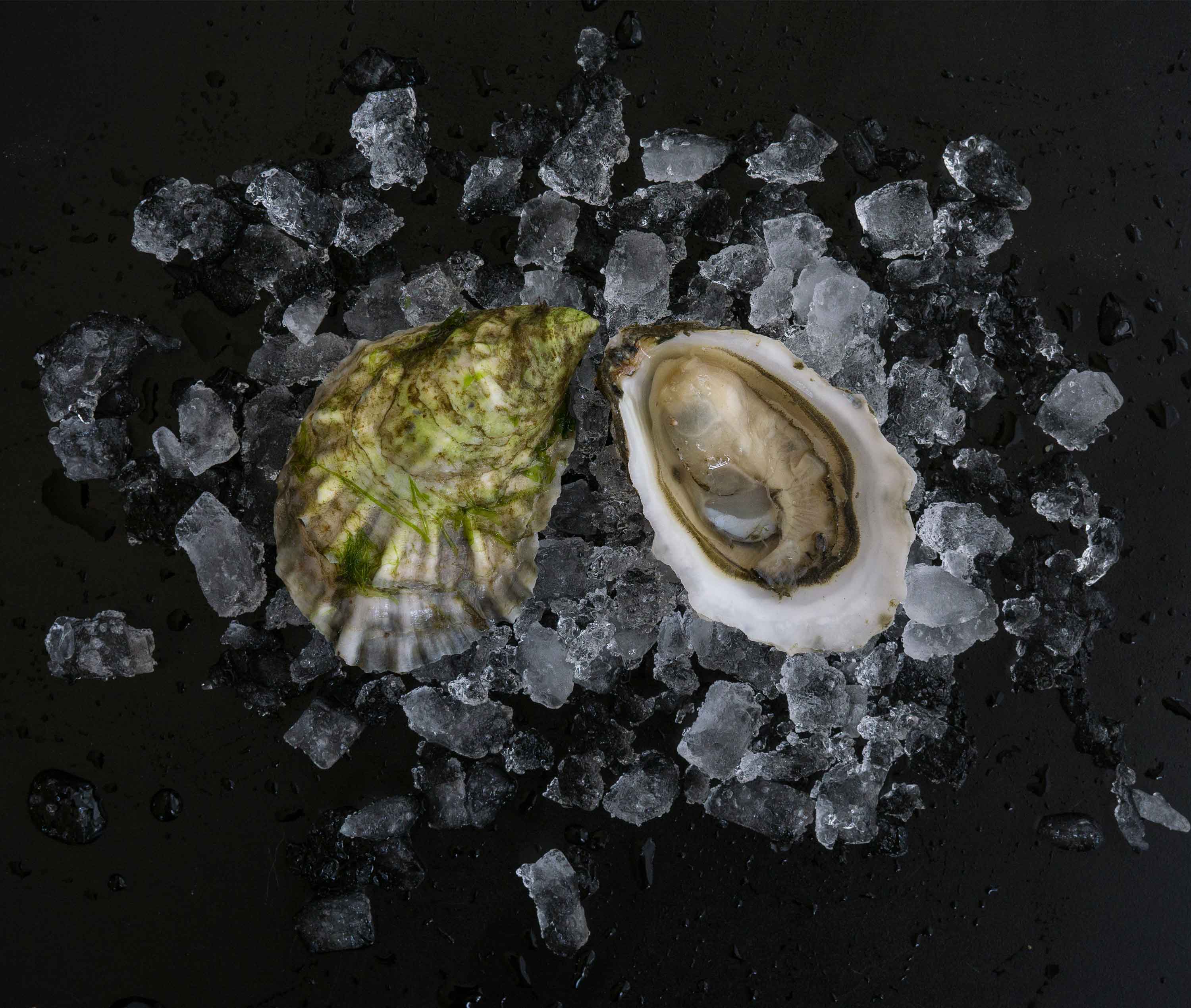 Row 34 Large Oysters from Duxbury, MA