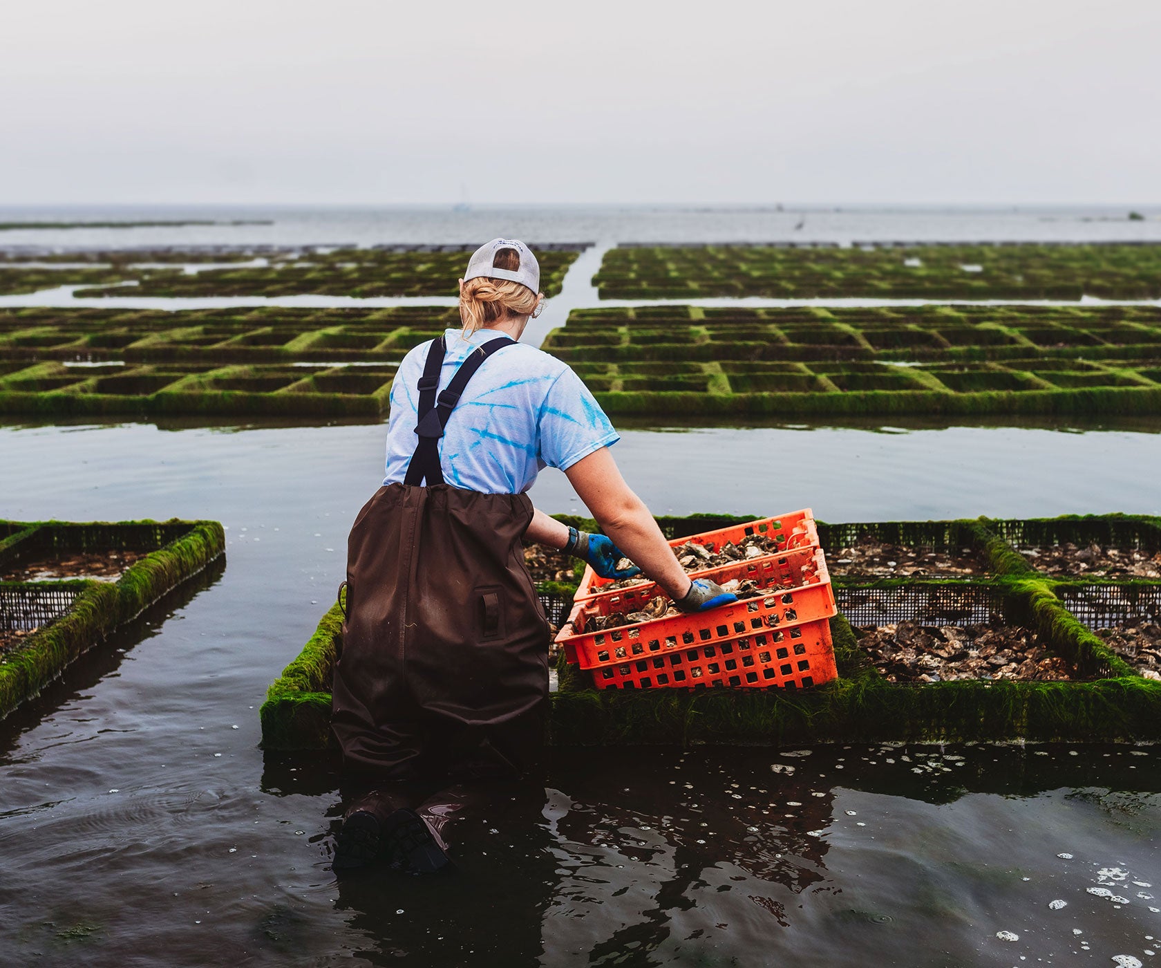 ONLINE STORE - Ward Oyster Company - Aquaculture Oyster Farm