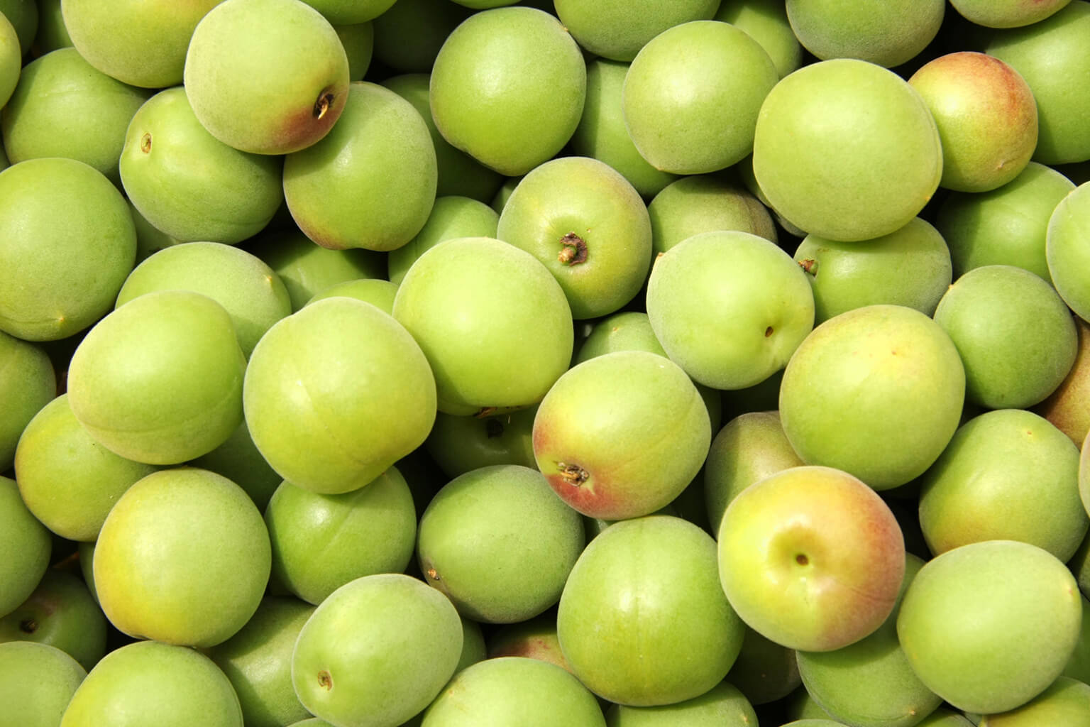 Plums used for umeshu