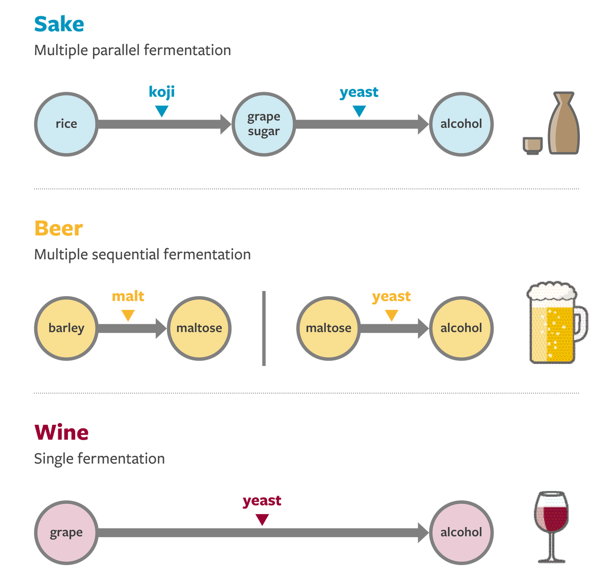 Fermentation processes of sake, beer and wine