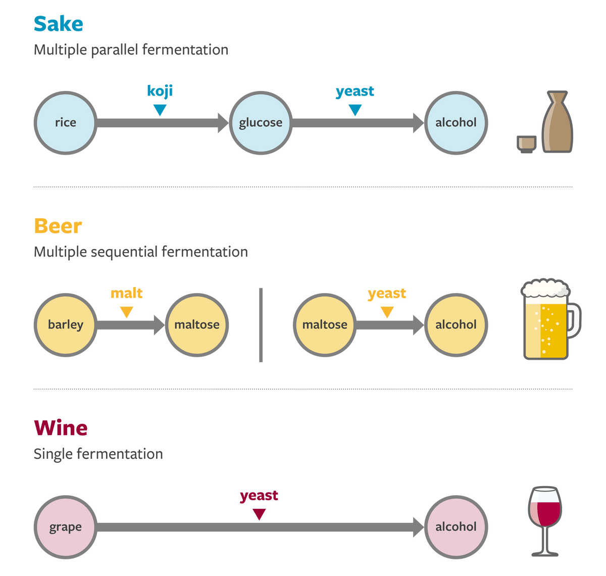 Fermentation processes of sake, beer and wine