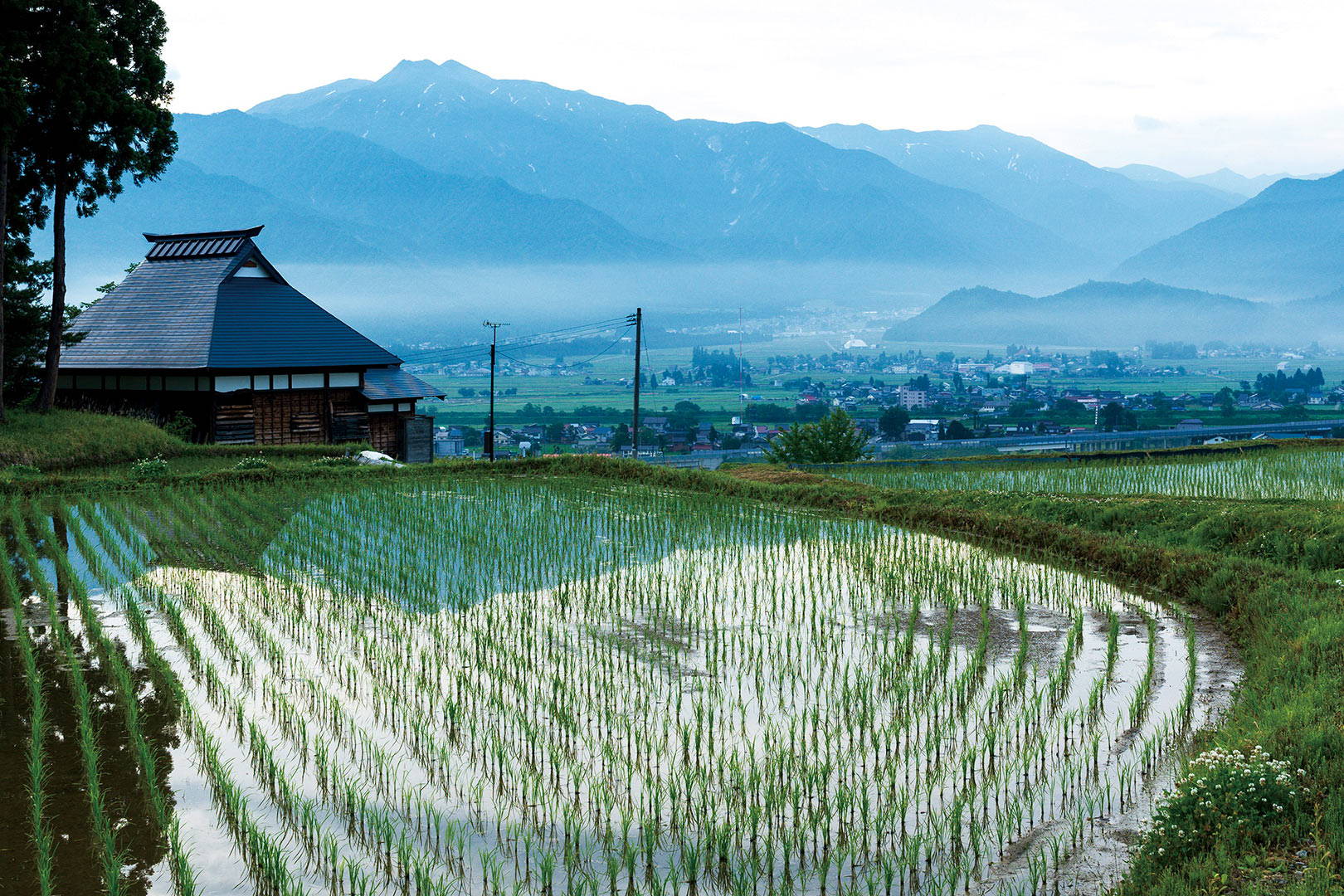 Rice fields near Shirataki Brewing Company, Niigata.