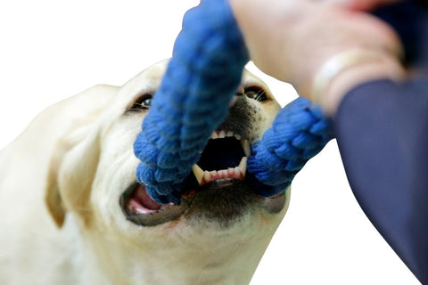 Dog playing tug with owner showing close up of face