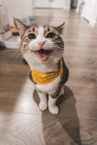 tabby cat meowing at owner