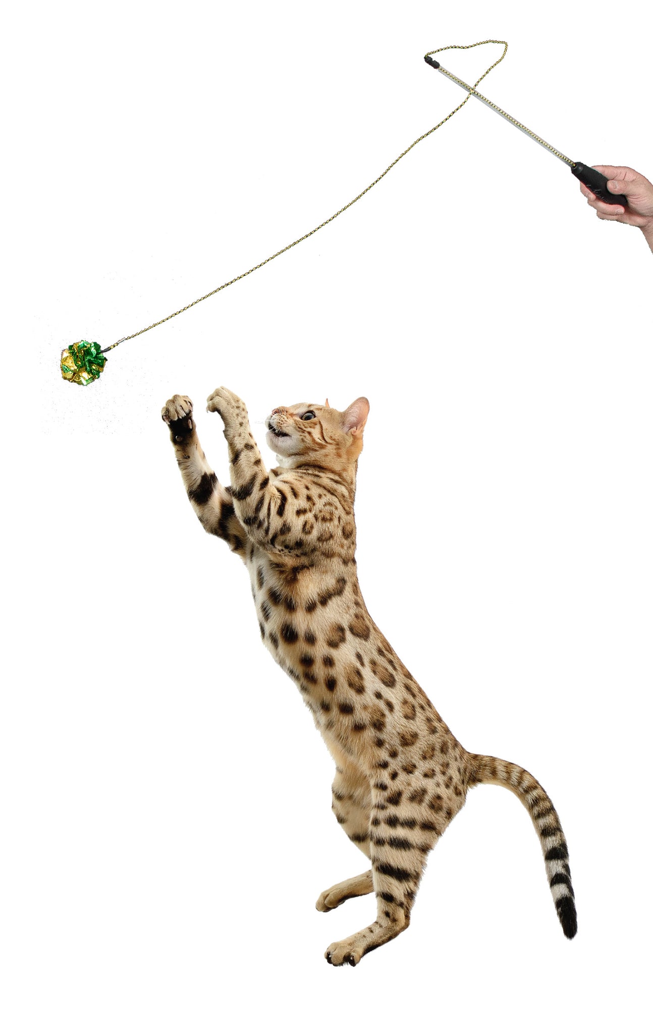 cat string toy