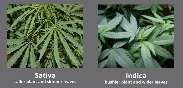 indica sativa leaf differences
