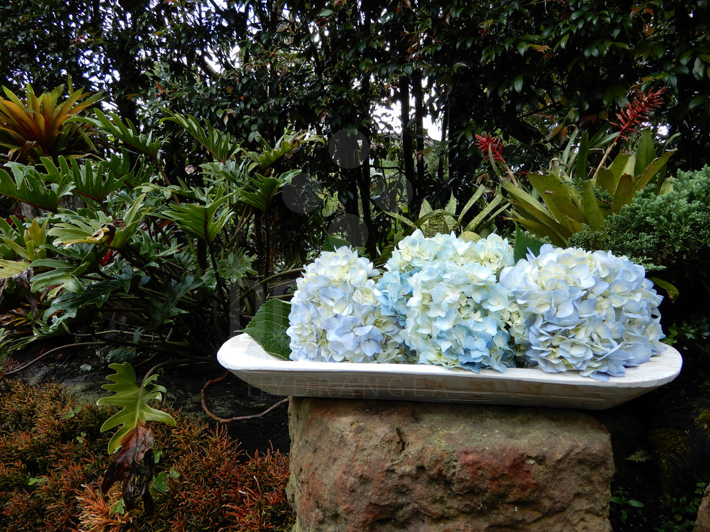 Blue and White Hydrangeas on Display