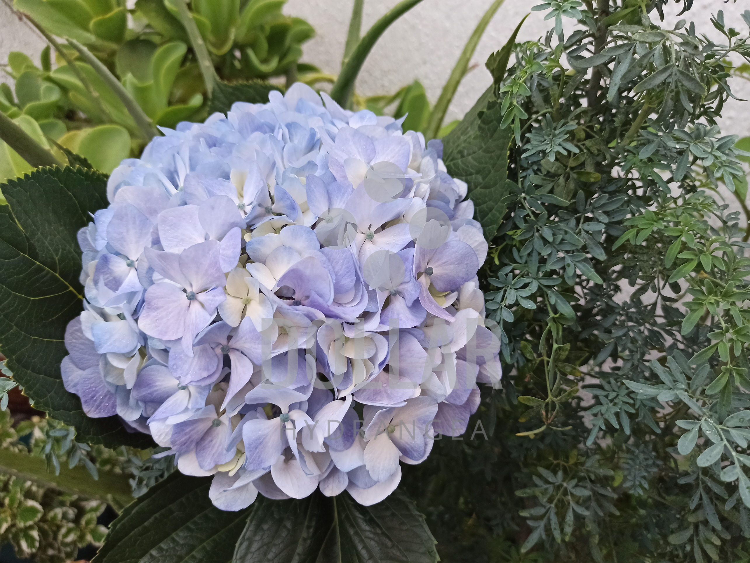 Blue Hydrangeas