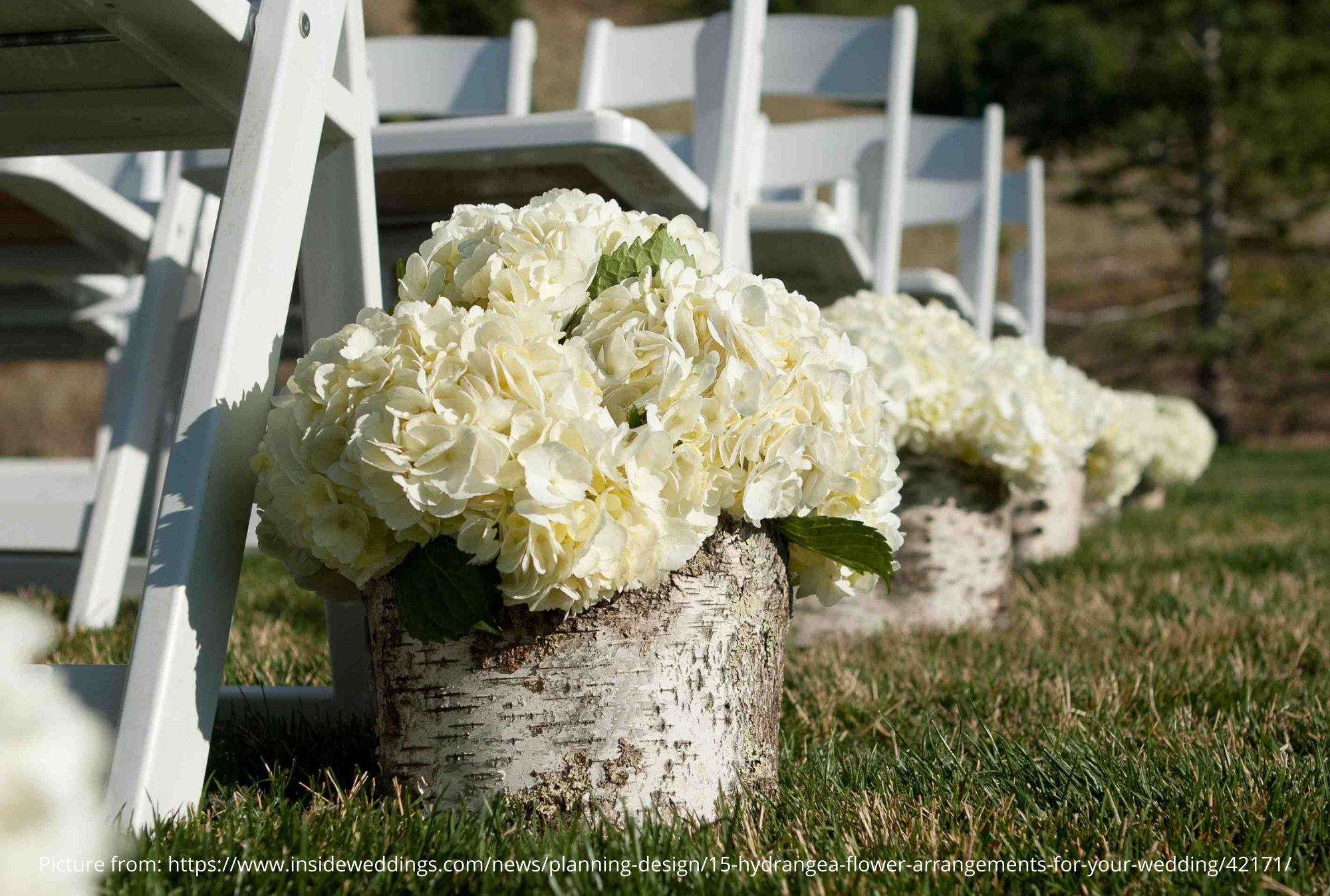 White and Green Hydrangeas