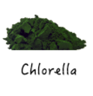 Chlorella