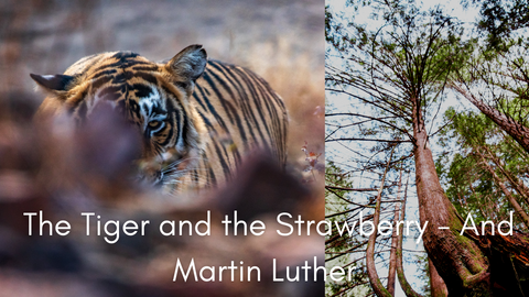 How to plan for the future when the world is ending (the tiger, the strawberry and Martin Luther)